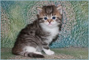 Male Siberian Kitten from Deedlebug Siberians